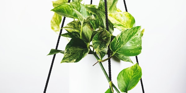 英超联赛曼城对阵阿森纳的比赛精彩瞬间